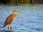 Brown Beauty in the Evening Marsh