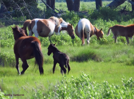 Wild Ponies of Chincoteaque - pony, island, marsh, grass, horse, animal, nature, field, Virginia, country, wild