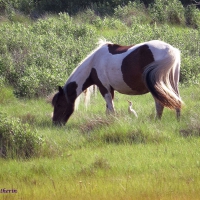 A Wild Pony With A Friend