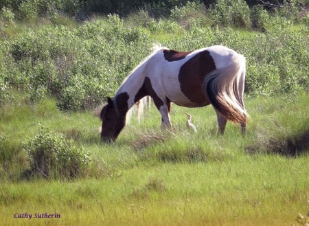 A Wild Pony With A Friend - pony, bird, marsh, grass, friend, horse, animal, nature, field, Virginia, country, wild