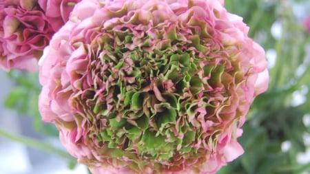 Pink Ranunculus - beauty, buttercup, pink, close-up, petals, photography, ranunculus, flower