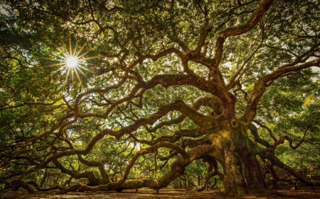 Magnificent Tree - beauty, rays, nature, branches, sunlight, leaves, tree