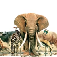 African animals