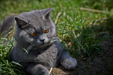 Cat - hat, pretty, cat face, beautiful, lovely, paws, cat, kitten, cute, cats, face, sleeping, animals, kitty