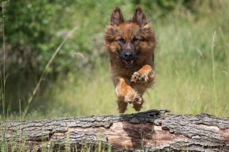 German shepherd - animal, pretty, cute, animals, beautiful, sweet, puppy, puppys, dogs, lovely, dog