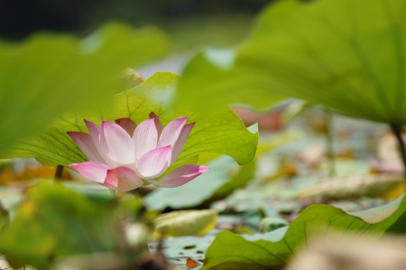 Spring - flower, pink, cute, beautiful, flowers, photo, spring, lovely, nature, green