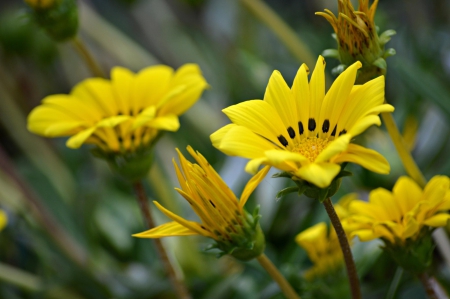 Yellow - flower, pink, cute, beautiful, flowers, photo, spring, lovely, nature, green