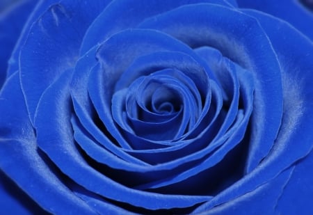 In Blue - roses, rose, flower, petals