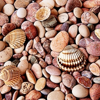 Shells