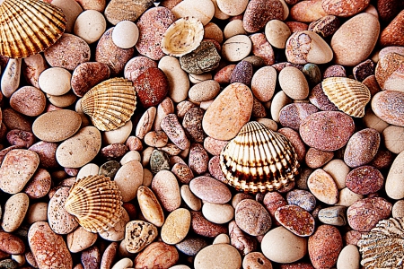 Shells - shells, stone, shell, stones