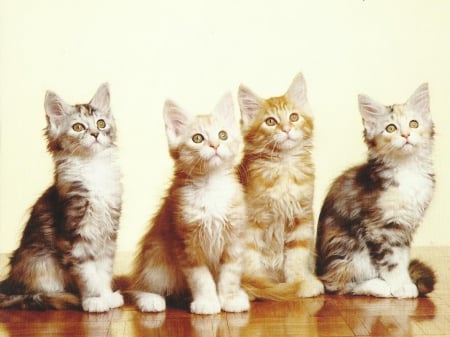 Kittens - paws, cat, feline, cute, kitten