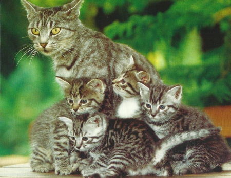 Cat family - Cats & Animals Background Wallpapers on Desktop Nexus