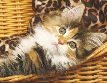 Kitten - basket, kitten, cute, paws, cat