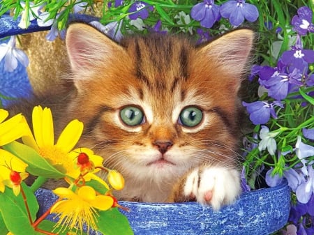 Kitty in the garden - pot, summer, sweet, cat, flowers, basket, fluffy, kitten, garden, cute, adorable, kitty