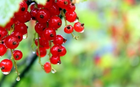 Redcurrant - berries, redcurrants, redcurrant, nature, berry