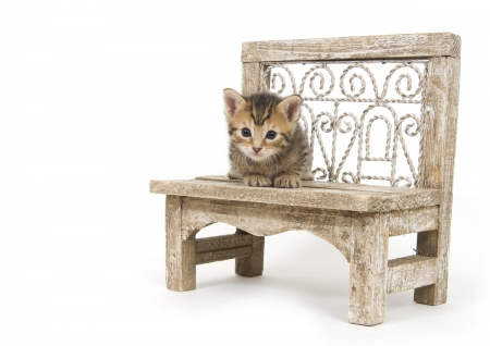 On the bench - alone, lonely, cat, bench, pet, cute, kitten