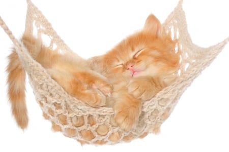 cats - sleeps, animal, kitten, red, cat