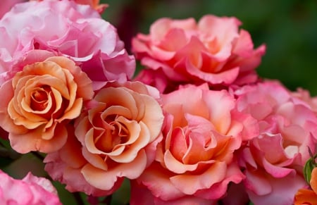 Beautiful roses