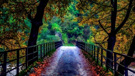 Autumn Bridge - trees, fall, yellow, forest, river, beautiful, red, blue, green, leaves, rainy