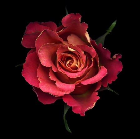 Rose - one, red, amazing, rose