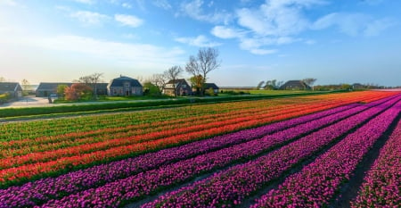 Springtime Kingdom - clouds, beautiful, flowers, tulips, purple, red, green, meadows, Netherlands, field, houses