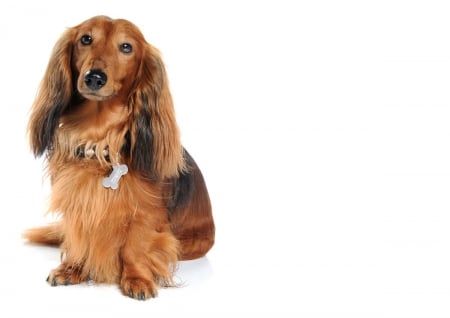 Beautiful dachshund - pet, wiener, dog, dashshund, doxie