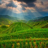 Sunbeams Over The Fields