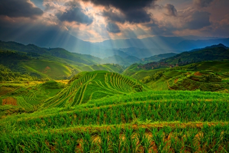 Sunbeams Over The Fields - mountains, beautiful, agriculture, china, sun rays, sky, clouds, guilin, tea plantations, terraces, green