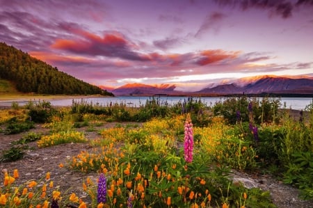 Lake beauty - meadow, beautiful, flowers, wildflowers, lupine, serenity, grass, shore, lake, sky, calmness, clouds, view, nature, mountain