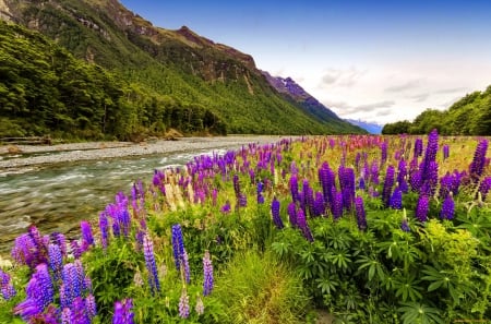 Lupine river - stream, rocks, cliffs, beautiful, wildflowers, lupine, serenity, grass, shore, sky, calmness, river, lovely, riverbank, nature