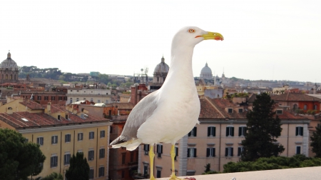 Seagull on the roof - animals, roof, seagull, hd, birds