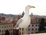 Seagull on the roof