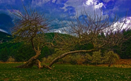 Tree - nature, sky, tree, cloud