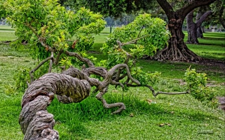 Tree - leaf, tree, nature, grass