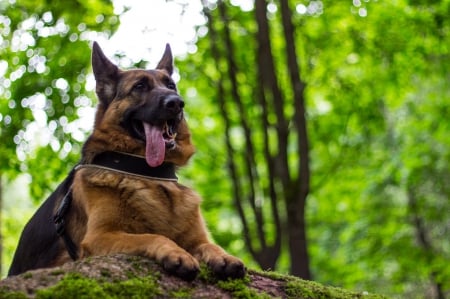 German shepherd - pretty, puppys, beautiful, dog, lovely, sweet, animal, dogs, cute, puppy, animals