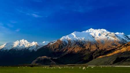 New Zealand - nature, fun, cool, new zealand, mountain, field