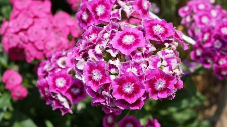 Dianthus - white, caryophyllales, pink, dianthus, caryophyllaceae, flowers, caryophyllidae, flower