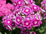 Dianthus