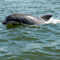 Dolphin in the Wild in North Georgia, USA