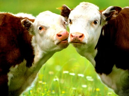 Cows in love - cow, kiss, animal, love