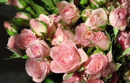 * PINK ROSES * - flowers, flower, roses, nature