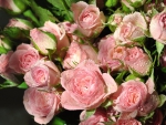 * PINK ROSES *