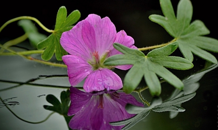 Purple Flower - green, purple, very beautiful, flower