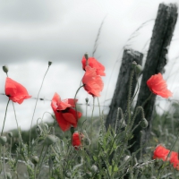 Poppies