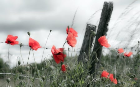 Poppies - nature, splendor, poppies field, flowers field, flowers, poppies, poppy