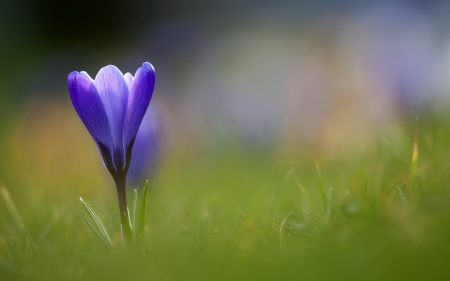 Blue - blue flower, bokeh, blue, splendor, grass, flower, flowers, nature, green