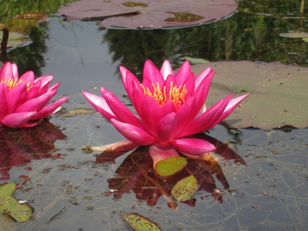 Water Lillies - water, summer, color, pond, garden, water-lillies