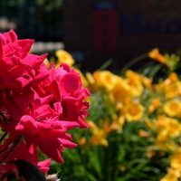 Red and Yellow Scenery