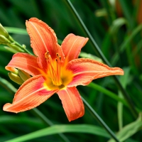 Pretty Tiger Lilly