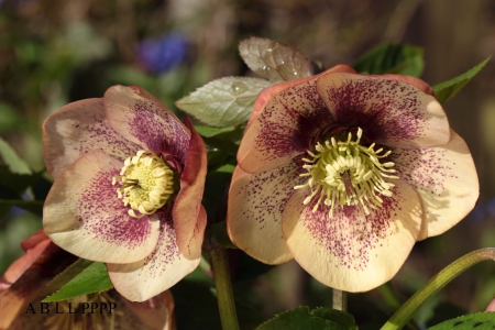 * - flowers, flower, pink, nature